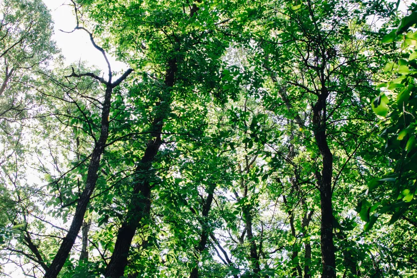 StateForests
